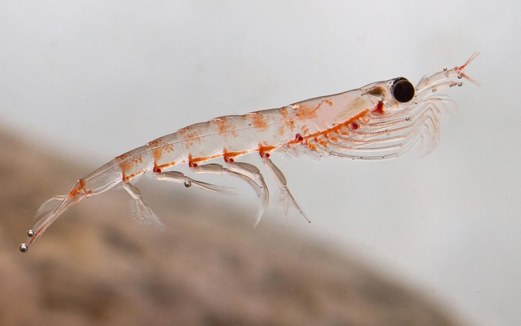 Aceite de Krill