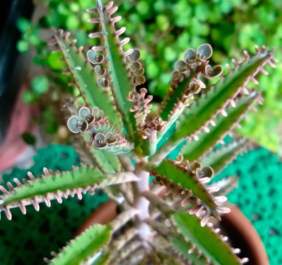 Kalanchoe Daigremontiana