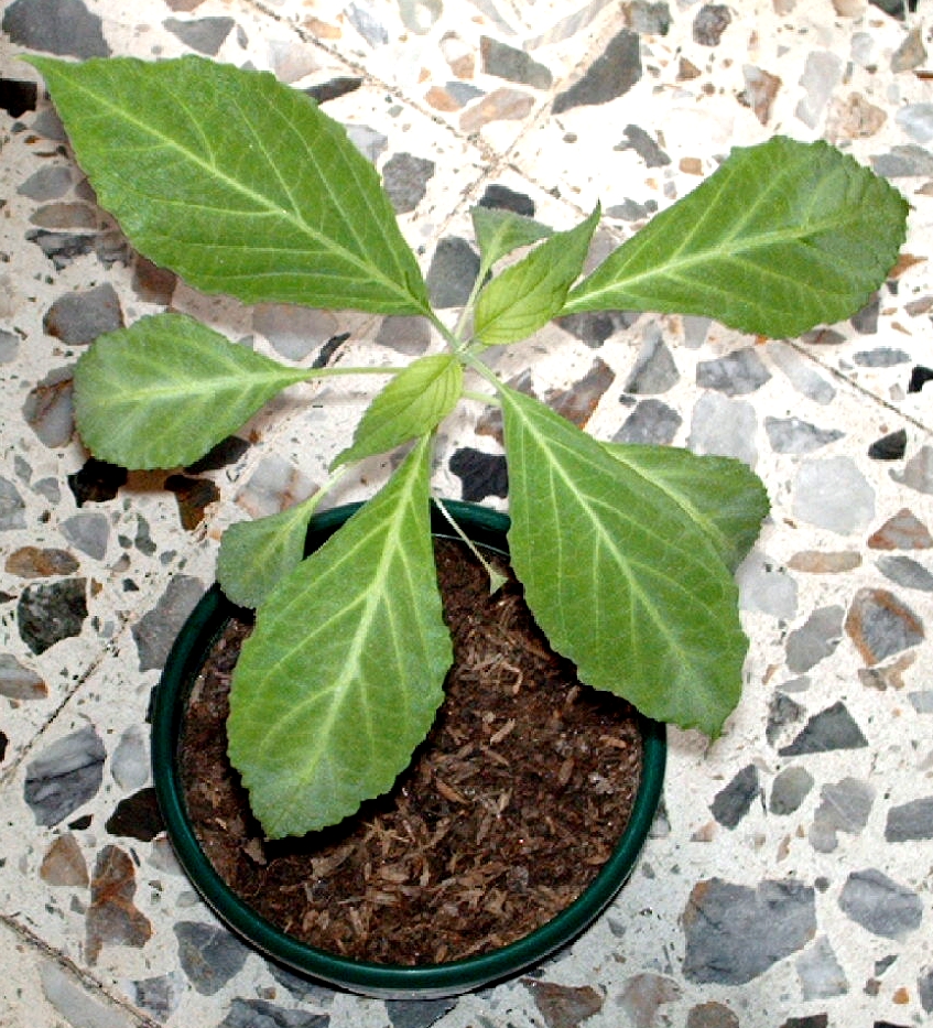 Salvia divinorum