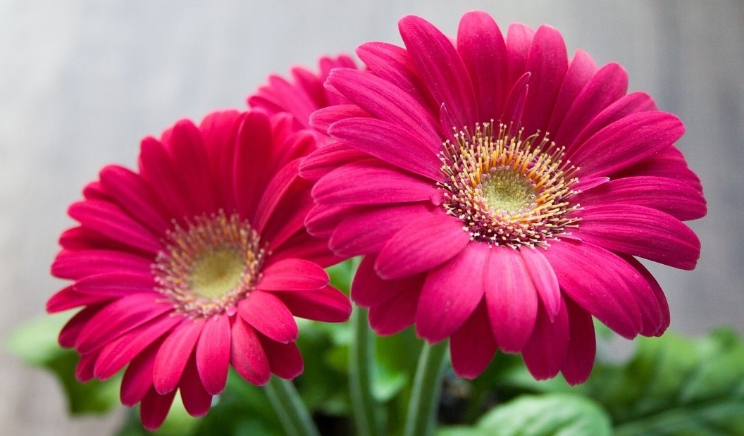 Flor Gerbera