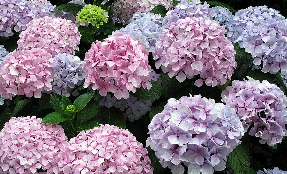 Flor - Hortensia