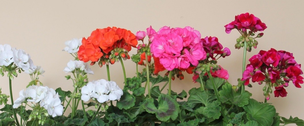 Geranio, hermosa y con grandes beneficios