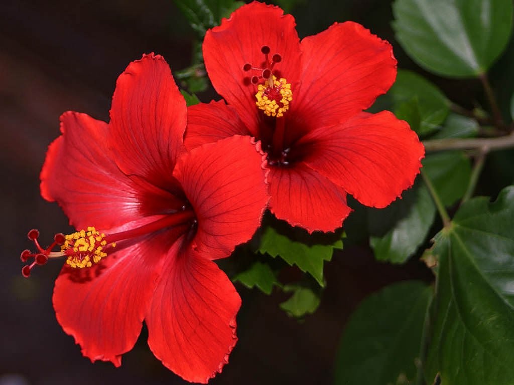 Hibiscus, flor que beneficia la salud