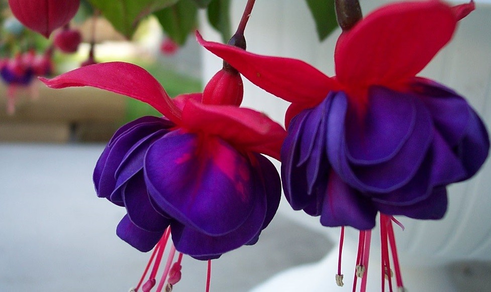 Fuchsia, flor que me cautiva