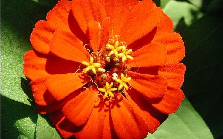 zinnia