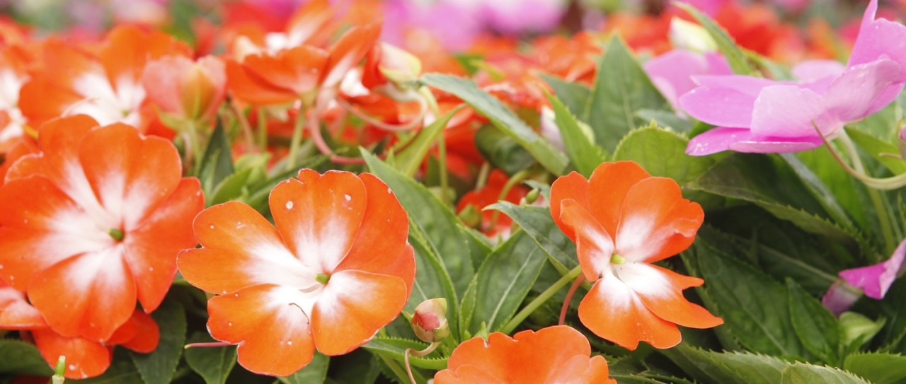 Flor de Bélen Nueva Guinea o Alegría